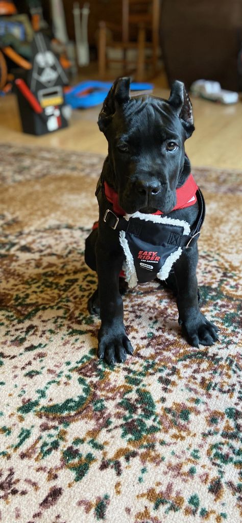 Black Cane Corso Puppy, Black Cane Corso Puppies, Came Corso Puppy, Cane Corso Aesthetic, Cane Corso Black, King Corso Dog, Black Cane Corso, Cane Corso Puppy, Cane Corso Puppies