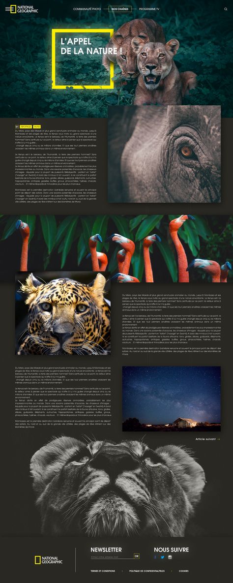 African Website Design, Wildlife Website Design, Magazine Website Design, Natural Geographic, Wildlife Magazine, Hawkeye Avengers, Environment Photography, Magazine Layouts, Shortcut Keys