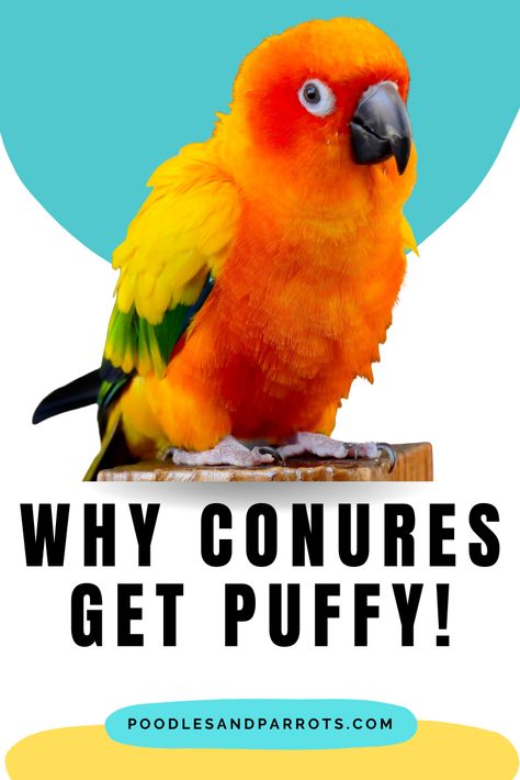 Understand your parrots behaviour when they get puffy! Sun Conure Parrot, Conure Toys, Sun Conures, Conure Bird, Sunny Boy, Parrot Training, Conure Parrots, Sun Conure, Parrot Pet