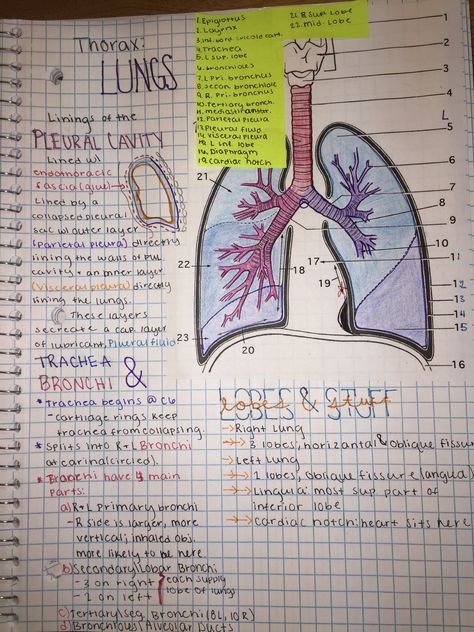 Thorax Anatomy Notes, Thorax Anatomy, Anatomy Of Lungs Notes, Lungs Notes, Lung Anatomy Notes, Human Anatomy Notes, Anatomy Notes, Medical Student Motivation, Medicine Notes