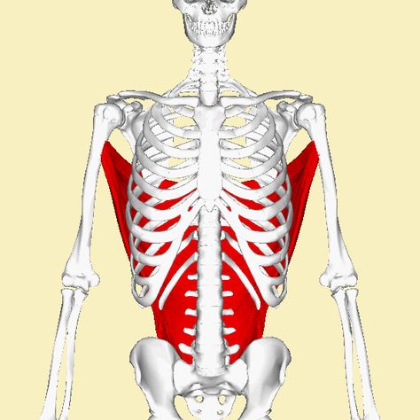 Lattisimus Dorsi - Antagonist Lattisimus Dorsi Muscle Anatomy, Lattisimus Dorsi Muscle, Muscle Wiki, Punkty Spustowe, Head Muscles, Muscles Of The Face, Latissimus Dorsi, Anatomy Models, Muscle Body