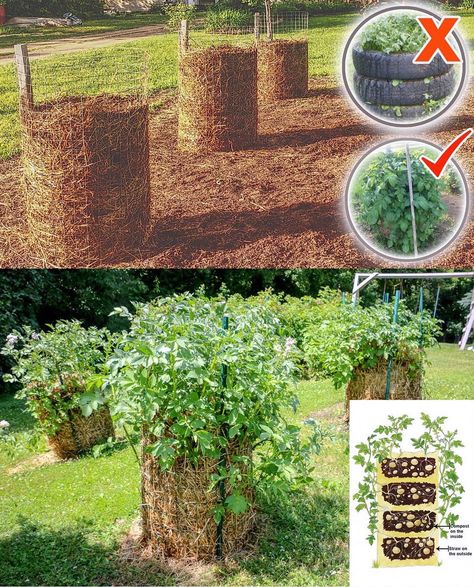 Avellino Farms - How to build a potato tower. Potato... Potato Towers, Grow Banana Tree, Harvesting Potatoes, Potato Tower, How To Grow Bananas, Growing Sweet Potatoes, Growing Peppers, Growing Carrots, Banana Plants