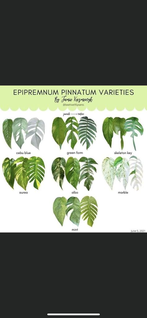 Plant Leaf Identification, Plants Apartment, Plant Apartment, Leaf Identification, Pothos Plants, Indoor Oasis, I Love Plants, Epipremnum Pinnatum, Plant Tips