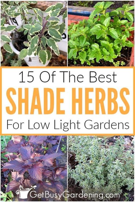 Shade Herbs, Garden Landscaping Design Ideas, Best Herbs To Grow, Growing Basil, Shade Garden Plants, Witch Garden, Fragrant Plant, Perennial Herbs, Tea Garden