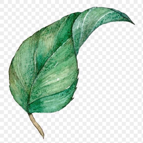 Tropical Vegetation, Leaves Drawing, Vine Drawing, Sycamore Leaf, Png Flowers, Flower Tropical, Leaf Watercolor, Leaf Clipart, Stickers Design