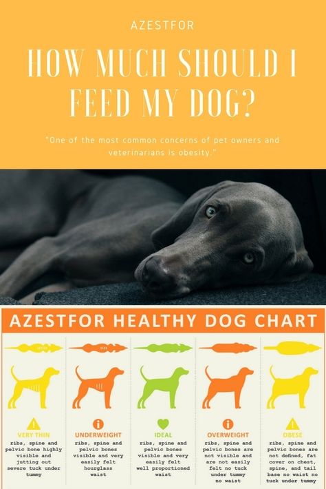 Healthy Weight Chart, Healthy Weight Charts, Itchy Dog Remedies, Dog Enrichment Ideas, Dog Chart, Creative Template Design, Itchy Dog, Cats And Cucumbers, Pelvic Bone