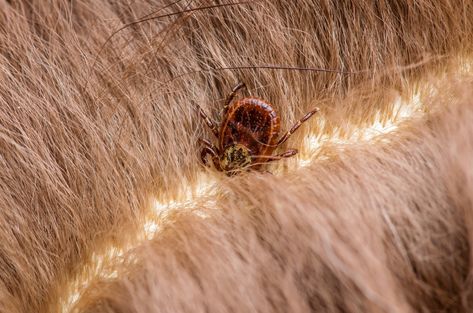 How to Safely Remove a Tick from Your Dog — The Right Way Tick Removal Dog, Deer Ticks, Tick Removal, Ticks On Dogs, Tick Bite, Bacterial Diseases, Tick Prevention, Orange Cats, Horse Health