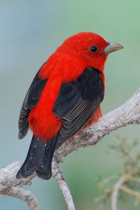 Piranga olivacea, Scarlet Tanager, family Cardinalidae. Their breeding habitat is large stretches of deciduous forest, especially with oaks, across eastern North America. Usually staying high in the canopy. Migrants are also usually found in mature woodlands. Winters in northern South America in the montane forest of the Andean foothills. They eat mainly insects, but opportunistically consume fruit when plentiful. Listen for burry song, like an American Robin with a sore throat. Scarlet Tanager, List Of Birds, American Songs, Bird Migration, Migratory Birds, Most Beautiful Birds, Bird Pictures, Exotic Birds, Pretty Birds