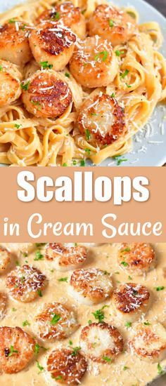 Easy scallop recipe with a rich and creamy Parmesan sauce is served over a bed of pasta. These scallops are seared until there are perfectly cooked with a golden crust and then, cook the sauce in the same pan and toss it with your favorite pasta. Scallop Recipes Pasta, Shrimp And Scallop Recipes, Easy Scallop Recipes, Scallop Recipe, Scallop Pasta, Creamy Parmesan Sauce, Coquille Saint Jacques, Scallop Recipes, Creamy Parmesan