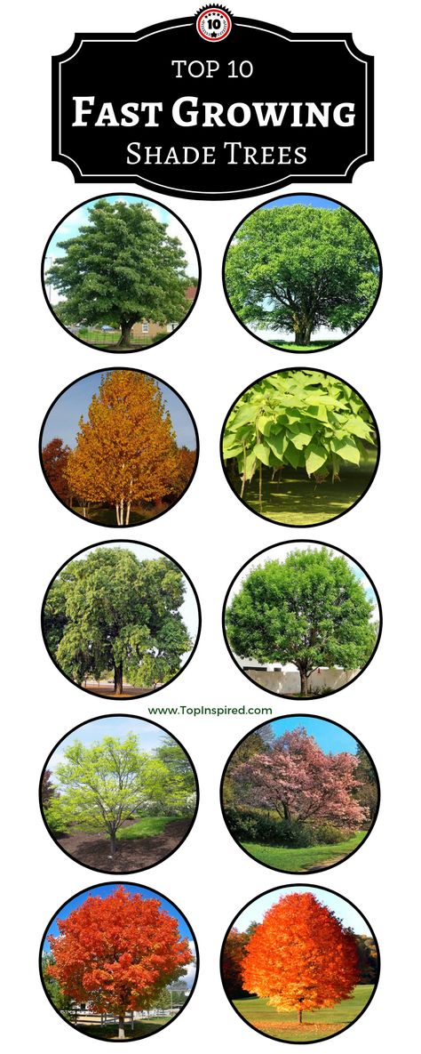 Shade Trees For Backyard, Tiny Greenhouse, Fast Growing Shade Trees, Trees For Front Yard, Backyard Trees, Landscaping Trees, Backyard Shade, Driveway Landscaping, Fast Growing Trees