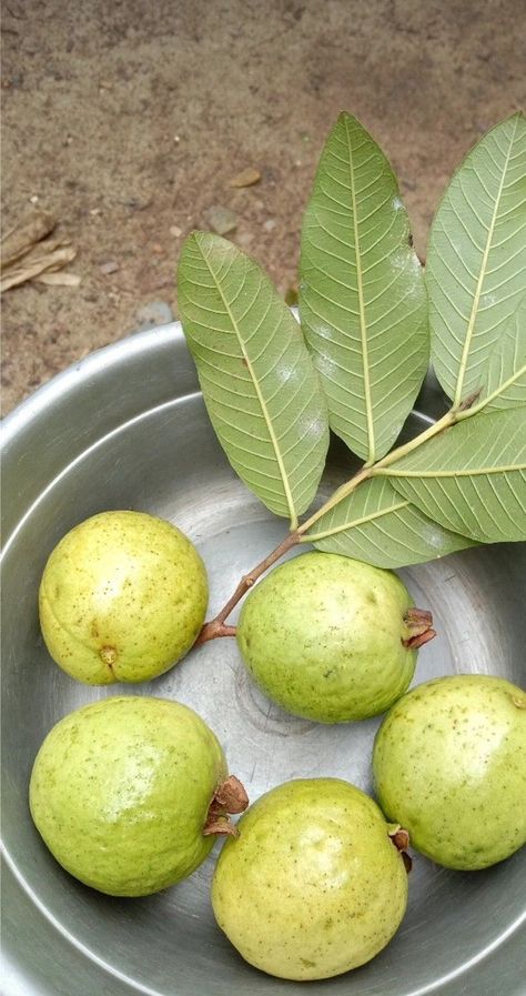 Guava Aesthetic, Food Photography Fruit, Eid Pics, Guava Fruit, Eating Food Funny, Spain Food, Fruits Photos, Food Drink Photography, Fashion Wallpaper