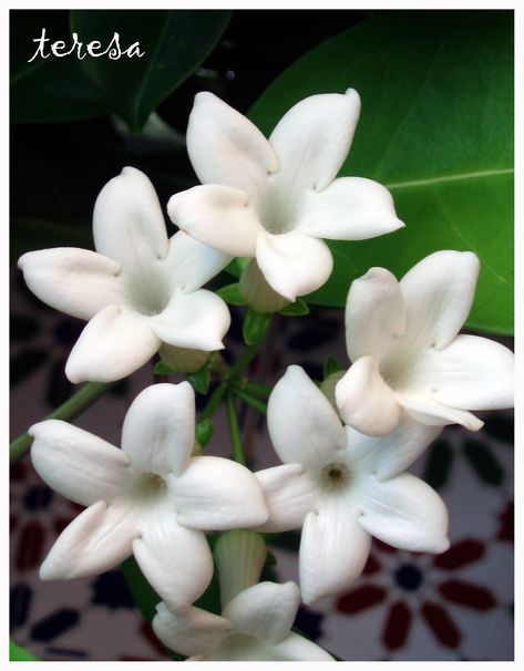 Jazmín de Madagascar (Stephanotis floribunda) (Santa Pola) Art Study, Madagascar, Flower Art, Tattoos, Plants, Flowers, Beauty, Art