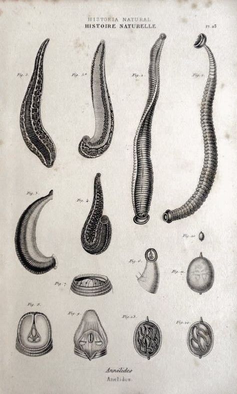 Annelid, Parasitic Worms, Earthworms, Scientific Illustration, Bike Lovers, Zoology, Natural History, Animal Kingdom, Paper Size