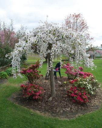 Prunus Snow Fountains (Ra gorgeous weeping cherry that surpasses all others for a magificent floral display in early spring. Weeping Cherry Tree Landscaping, Cherry Tree Landscaping, Trees For Landscaping, Tree Landscaping, Weeping Cherry Tree, Weeping Cherry, Landscaping Trees, Flowering Tree, House Landscaping