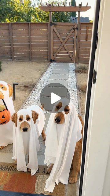 Lola + Luca & Jyotsna Shankar | Golden Retrievers & Dog Mom on Instagram: "BOO yeah 👻👻 happy spooky season !

Also for anyone interested - the ghost sheets I used are the precut dog ghost costumes from Amazon! They drape so well and it’s so much easier than trying to cut the holes yourself. Lola is wearing a L and Luca is wearing a M. 

#halloween #ghostphotoshoot #goldenretrievers" Golden Retriever Ghost Costume, Ghost Costume Sheet, Golden Retriever Halloween Costume, Dog Ghost Costume, Happy Spooky Season, Dog Ghost, Ghost Costume, Ghost Photos, Dogs Golden Retriever