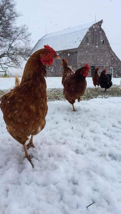 Chicken Farm Aesthetic, Chickens Winter, Chickens In The Snow, Pigs Aesthetics Farm, Cows In Snow, Snow Animals, Mc Donald, Chicken Pictures, Farm Sanctuary