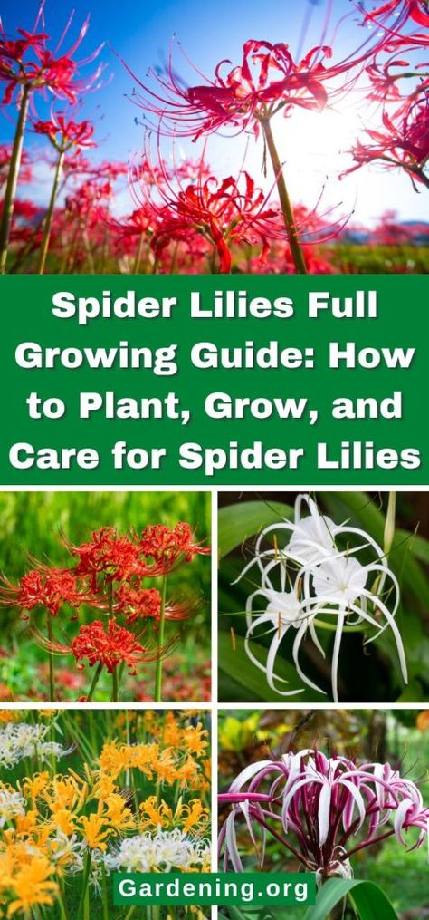 Types Of Lillies, Growing Lillies, Spider Lillies, Backyard Redesign, Swamp Lily, Lilly Plants, Spider Lilies, Lily Care, Garden Spider