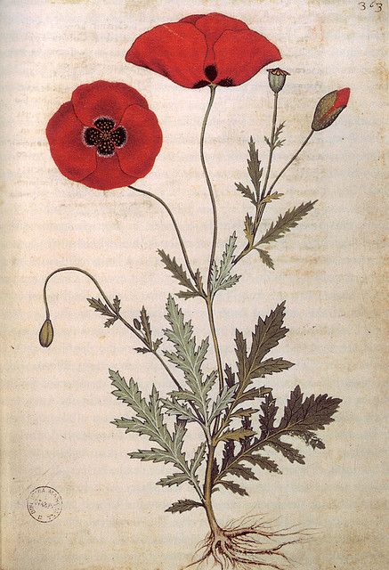 Naturalist Botany Engraving Poppy Flowers by griffinlb, via Flickr Plants Drawings, Poppy Flower Drawing, Poppy Tattoo, Idea Tattoo, Blackout Tattoo, Poppies Tattoo, Flower Drawings, Drawings Ideas, Flower Art Drawing