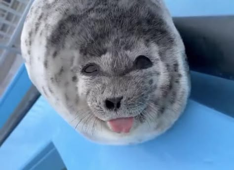 Smiling And Winking Baby Seal Sticking Tongue Out | Silly Baby Seal With Tongue Out | Know Your Meme Funny Seals, Cute Seals, Baby Seal, A Seal, Silly Animals, Marine Animals, Sea Animals, 귀여운 동물, Cuteness Overload