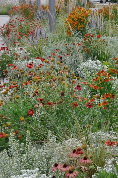 Native Pollinator Garden, Landscape Design Drawings, Prairie Garden, Planting Design, Meadow Garden, Garden Shrubs, Landscape Design Plans, Landscape Architecture Design, Have Inspiration