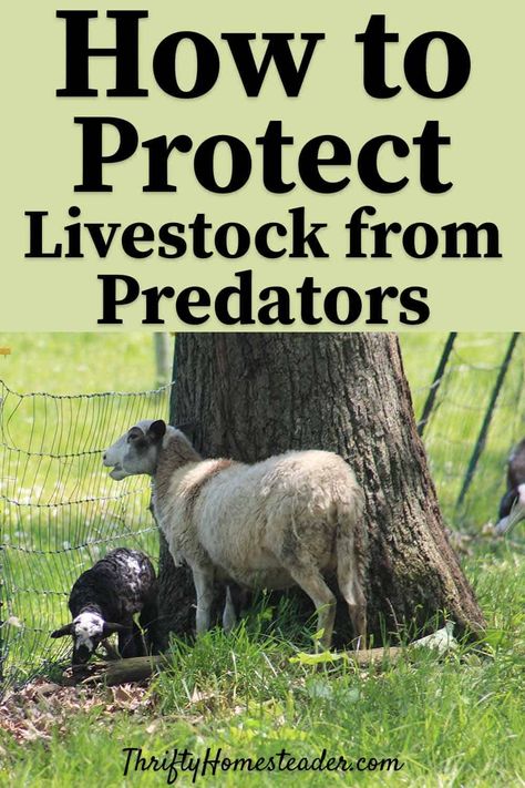 If you're raising livestock on your homestead you need to know how to protect your animals from predators. This post offers tips for homesteaders of every level. No matter if you're raising chickens, goats or llamas, you need to know how to protect them from all kinds of predators. #homestead #livestock #animals #homesteading #chickens #goats #sheep Homesteading Chickens, Printable Farm Animals, Homestead Livestock, Livestock Animals, Raising Livestock, Keeping Goats, Goat Health, Feeding Goats, Raising Farm Animals