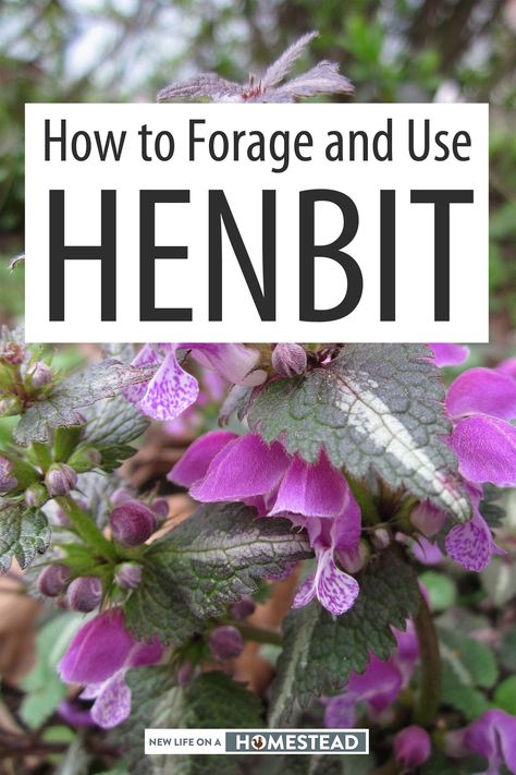 Medicinal Wild Plants, Medicinal Weeds, Wild Foraging, Wild Food Foraging, Herbal Remedies Recipes, Medicinal Herbs Garden, Medicinal Garden, Edible Wild Plants, Foraged Food