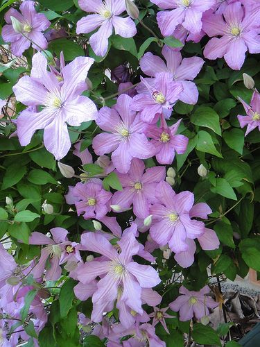 Pastel Purple Clematis Flowers Lavender Clematis, Purple Clematis, Clematis Flower, Flower Essences, Climbing Plants, Pastel Purple, Favorite Flowers, Trees And Shrubs, Hanging Baskets