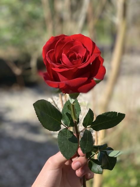 Pretty Flowers Photography, Rose In Hand, Eid Photoshoot Ideas, Rose Reference, Indian Chai, A Darker Shade Of Magic, Rose Flower Wallpaper, Beautiful Flowers Photography, Flowers Photography Wallpaper