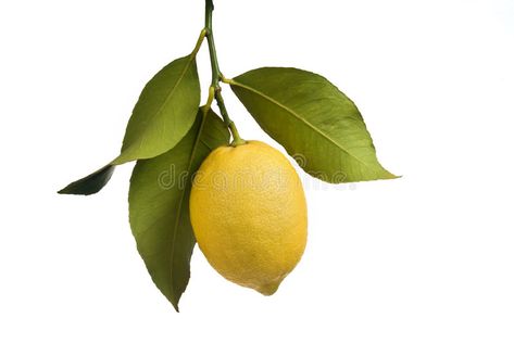 Lemon with leaves isolated. On white , #spon, #leaves, #Lemon, #white, #isolated #ad Lemon With Leaves, Lemon Reference Photo, Lemon Reference, Lemon Photo, Lemon Photography, Lemon Branch, Lemon Plant, Lemon Leaf, Fruits Photos