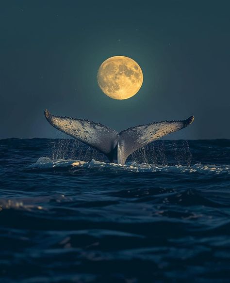 Whale Asthetic, Whale Wallpaper Aesthetic, Sea Animals Aesthetic, Whales Aesthetic, Sea Life Photography, Whale Shark Wallpaper, Blue Sea Aesthetic, Wallpaper Whale, Whale Aesthetic