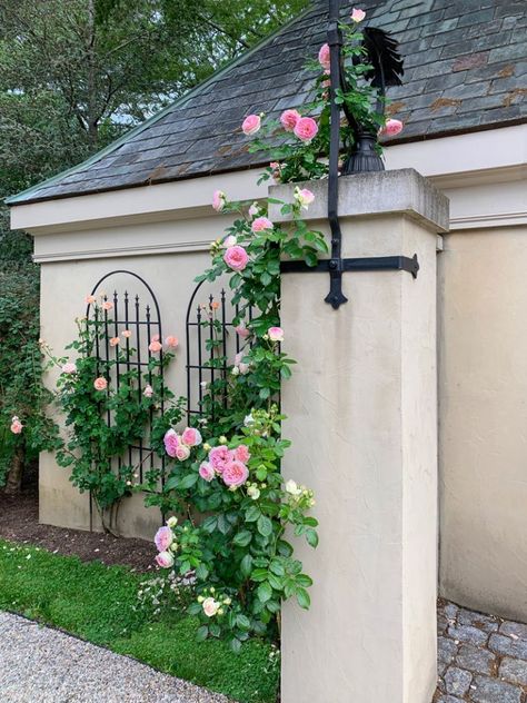 Over the Moon About Roses Abraham Darby on the trellis. Roses On House, Diy Rose Trellis, Climbing Roses On House, Roses Garden Ideas, Rose Trellis Ideas, Thornless Climbing Roses, Climbing Roses Trellis, Rustic Plant Stand, Eden Rose