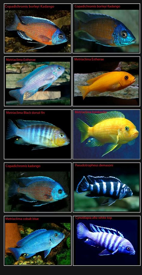 African Cichlid Aquarium, Lake Malawi Cichlids, Cichlid Aquarium, Malawi Cichlids, Cichlid Fish, Ikan Air Tawar, Tropical Fish Aquarium, Tropical Freshwater Fish, Tropical Aquarium