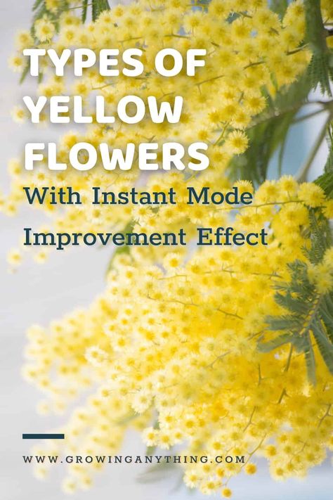 44 Difference Types of Yellow Flowers With Instant Mode Improvement Effect Types Of Yellow, Filler Flowers, Biennial Plants, Yellow Plants, Yellow Hibiscus, Daffodil Bulbs, Border Plants, Yellow Tulips, Garden Borders