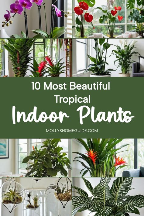 Discover the beauty of tropical house plants with our collection of best tropical indoor plants. Create your own indoor jungle with low light houseplants that add a touch of tropical aesthetic to any room. From the iconic Monstera deliciosa to vibrant red tropical plants, there's a variety of options to choose from for your indoor garden. Jungle House Aesthetic, Modern Jungle House, Indoor Plants Room, Tropical Plants Indoor, Gardening Room, Low Light Houseplants, Tropical Indoor Plants, Best House Plants, Indoor Tropical Plants