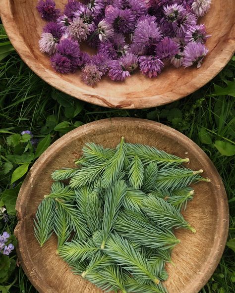 Plant Medicine: Spruce Tips Benefits and Uses — CALICO AND TWINE Calico And Twine, Natural Expectorant, Dandelion Benefits, Spruce Tips, Plant Medicine, Spruce Tree, Summer Plants, Infused Oils, Late Spring