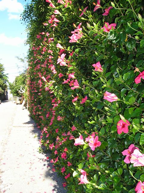 Hibiscus hedge, Hamilton, Bermuda. Hibiscus Hedge, Hamilton Bermuda, Hibiscus Garden, Hibiscus Tree, Backyard Layout, Hibiscus Plant, Rock Garden Landscaping, Garden Bulbs, Fence Landscaping