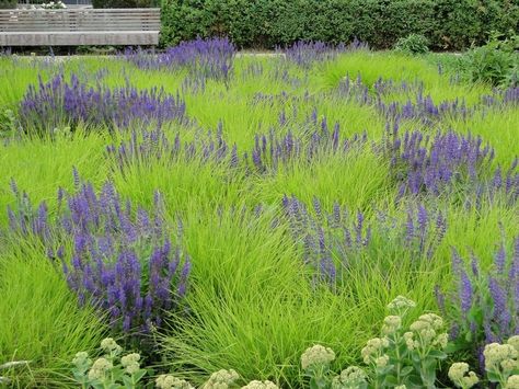 706b3a25e4ee4f9d60bdc7a7fd24f379[1] Sesleria Autumnalis, Moderne Have, Piet Oudolf, Prairie Garden, Meadow Garden, Grasses Garden, Ornamental Grasses, Landscaping Plants, Purple And Green