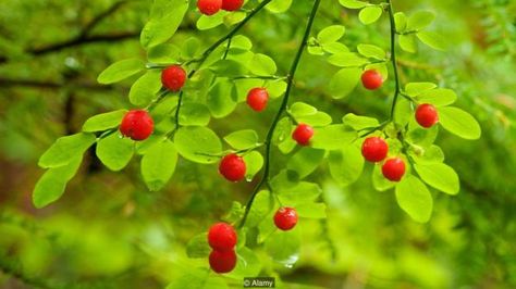 Huckleberry (Credit: Alamy) Huckleberry Tattoo, Red Huckleberry, Huckleberry Plant, Tattoo Allergy, Cupcake Tattoos, Mushroom Pictures, Medical Herbs, Forest Tattoos, Red Ink Tattoos