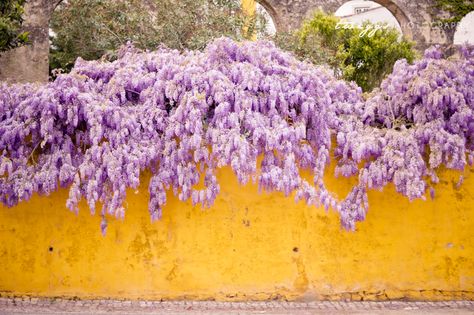 wisteria heaven Yellow Violet, Favourite Flowers, Yellow Wall, Yellow Walls, Foto Art, Yellow Aesthetic, Color Stories, Mellow Yellow, Complementary Colors