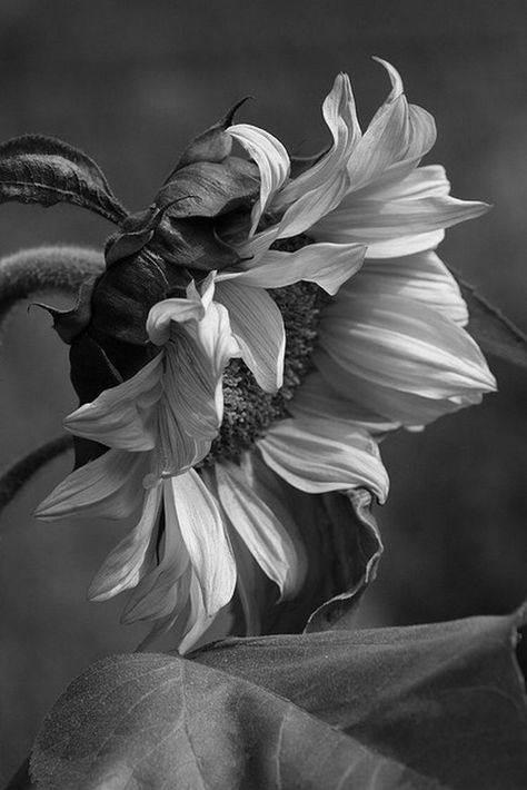 Sunflower Black And White, Vagabond Manga, Black And White Picture Wall, Black And White Flowers, Floral Photography, Black And White Aesthetic, White Image, Black White Photos, Bw Photo