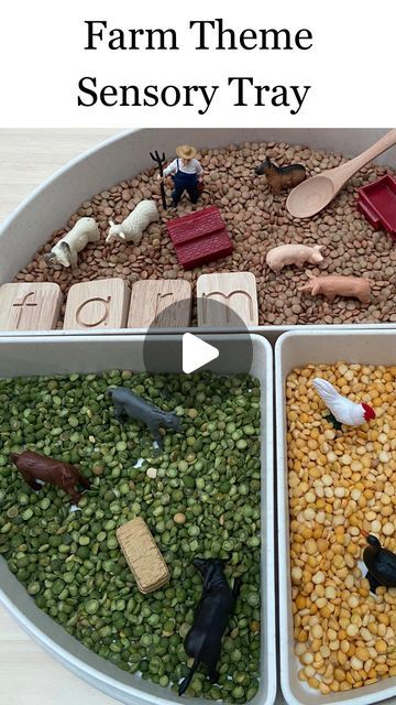 Anthea | Early Learning Play on Instagram: "•FARM THEME SENSORY TRAY•

🐷 🐴 🐮 👩‍🌾 🐰 🐷 🐴 🐮 👩‍🌾 🐰 

Come along and watch me set up a farm theme sensory tray for Mr4, using our beautiful sensory ‘busy bee tray’ from @gusandmabel.co 

The sensory bases we used were 
🐷 Yellow Split Peas
🐮 Green Split Peas 
🐴 Lentils 

Mini Farm figurines from @minizoo.shop 
Table and chair set from @the.curated.parcel 
Wooden letters from @woodentoysaus 

What do you think?
•
•
•
#farmplay
#sensoryfarm
#farmanimals
#farmplay
#sensory
#sensoryplay
#sensoryideas
#sensoryactivites
#sensoryactivity
#preschool 
#preschoolactivites 
#messyplay
#messyplayideas 
#sensorybase
#sensorybases
#sensorybaseideas" Sensory Tray, Green Split Peas, Yellow Split Peas, Split Peas, Table And Chair Set, Mini Farm, Messy Play, Shop Table, Farm Theme