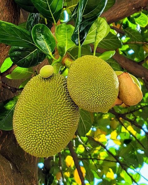 Aesthetic Fruit Salad, Fruits Aesthetic, Fruits And Vegetables Images, Jackfruit Tree, Pizza Fruit, Aesthetic Fruit, Vegetable Pictures, Growing Fruit Trees, Fruits Photos