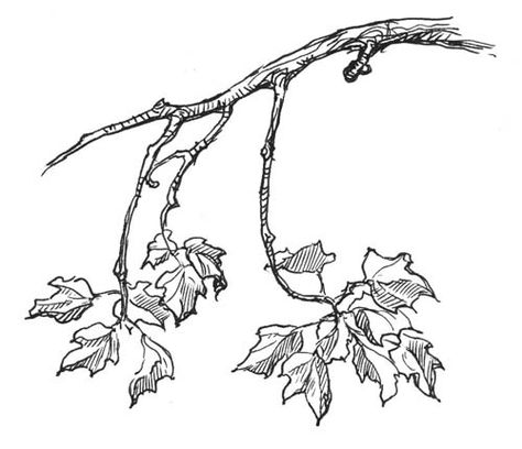 Gorgeous branch Tree Branches Sketch, Branch With Leaves Drawing, Tree Branch Drawing Leaves, Macbeth Tattoo, Tree Branch Sketch, Tree Branch Drawing, Branches Drawing, Branch Sketch, Crimson Rivers