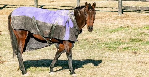 Washing Horse Blankets, Turnout Rug, Horse Barn Plans, Horse Blanket, Urine Smells, Small Condo, Heavy Blanket, Horse Rugs, Barn Plans