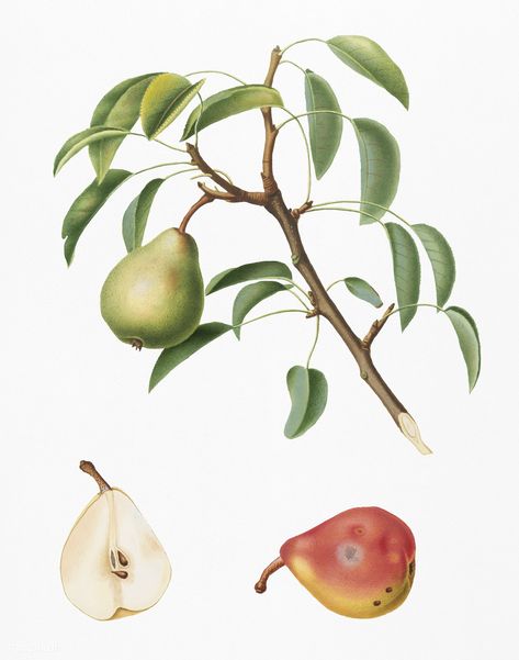 Pear (Pyrus veneta) from Pomona Italiana (1817 - 1839) by Giorgio Gallesio (1772-1839). | premium image by rawpixel.com Seed Illustration, Illustration Botanique Vintage, Apple Illustration, Canvas Kitchen Wall Art, Fruit Wall Art, Botanical Illustration Vintage, Illustration Botanique, Pear Trees, Vintage Illustrations