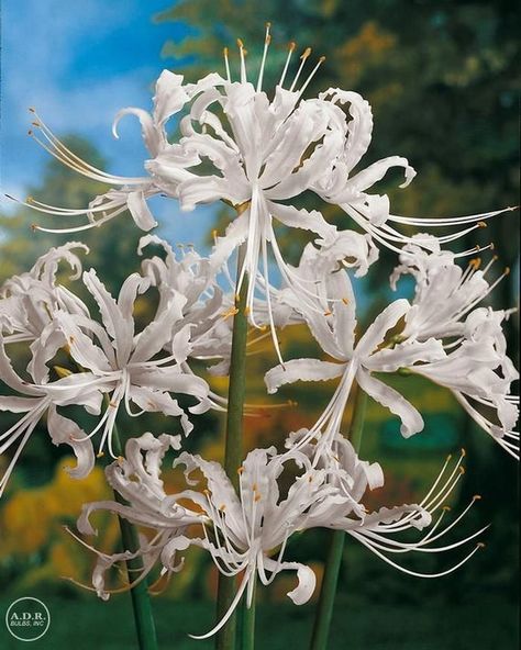 Spider Lily, (1  Bulbs )  ,Size 11/12, hardy in zone 6-10 , Lycoris radiata (choose your Color) White Spider Lily, Spider Lily, White Spider, Garden Seeds, Turks And Caicos Islands, Soil, Lily, Plants, Flowers