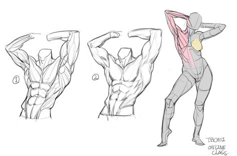 ArtStation - Online Class demo and old project, TB Choi Tb Choi Anatomy, Tb Choi, Anatomy Book, 남성 근육, Human Anatomy Drawing, Human Anatomy Art, Anatomy Sketches, Body Reference Drawing, Anatomy For Artists