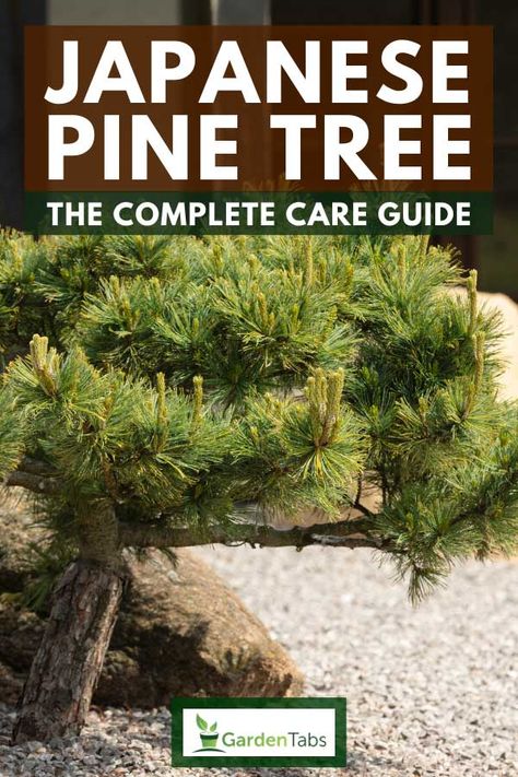 Japanese Black Pine Bonsai Tree, Japanese Black Pine Tree, Japanese Pine Tree, Black Pine Bonsai, Black Pine Tree, Japanese Black Pine, Cypress Pine, Pine Bonsai, Black Pine