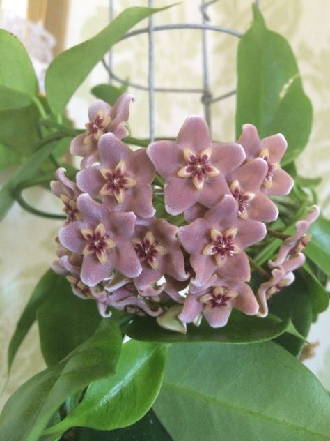 Hoya sp Ovalau Island Hoya Trellis, Hoya Polyneura, Hoya Flowers, Hoya Plant, Indoor Flowering Plants, Hoya Carnosa, Strange Flowers, Household Plants, Pink Dragon