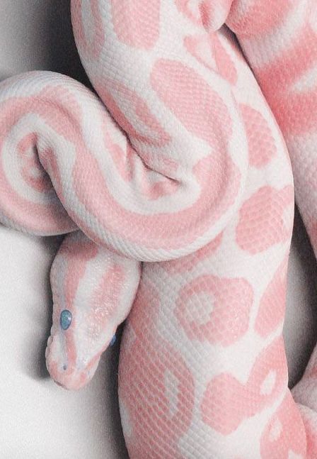 Baby Snakes Cute, Unique Animals Beautiful, Aesthetic Snakes, Fuzzy Snake, Exotic Animals As Pets, Snake Pfp, Snakes Aesthetic, Cute Snakes, Snake Icon